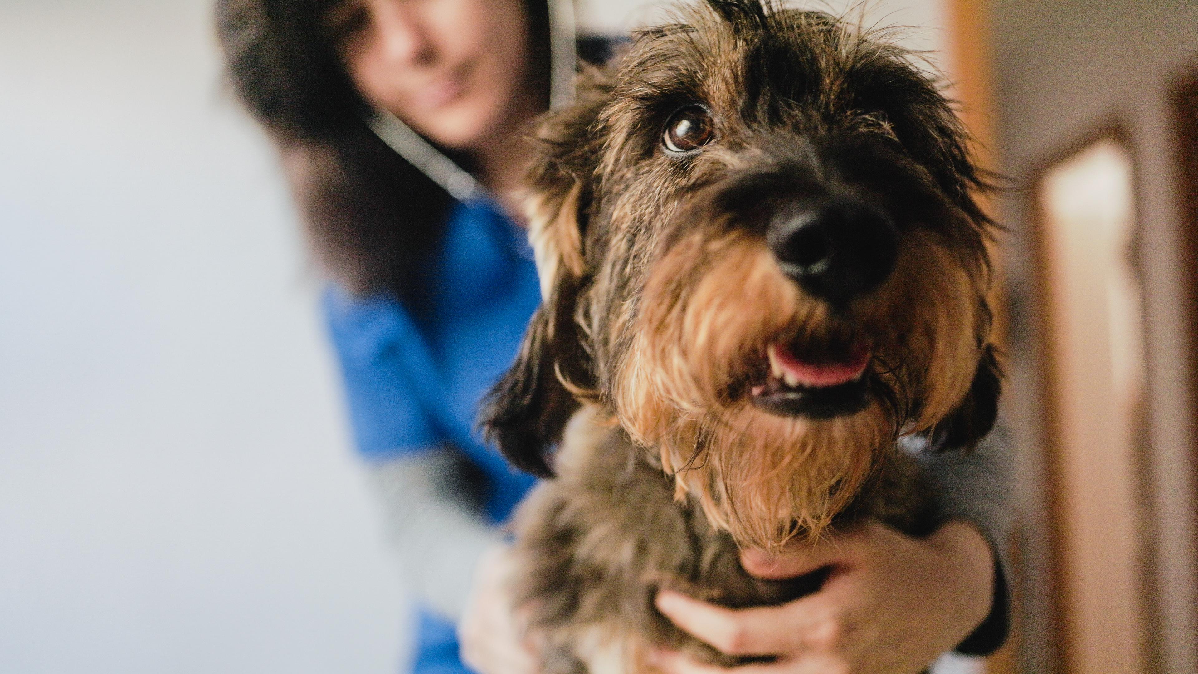 Emergency Basics Every Pet Friend Should Know